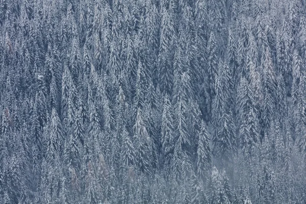 Zimní pozadí se zasněženými stromy. — Stock fotografie