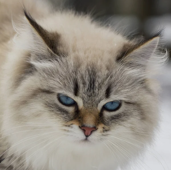 동물성 애 인입니다. 애완 동물을 집으로 아름 다운 시베리아 고양이. — 스톡 사진