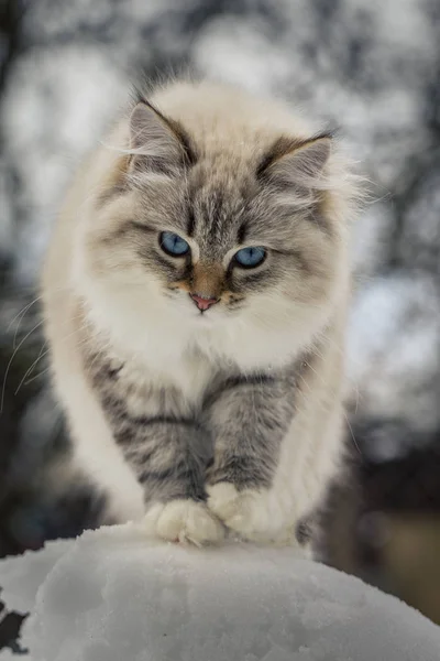 Hayvan severler. Bir ev evcil hayvan olarak güzel Siberian kedi. — Stok fotoğraf