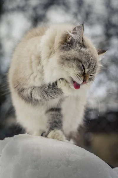 Animal lovers. Beautiful Siberian cat as a home pet. — Stock Photo, Image