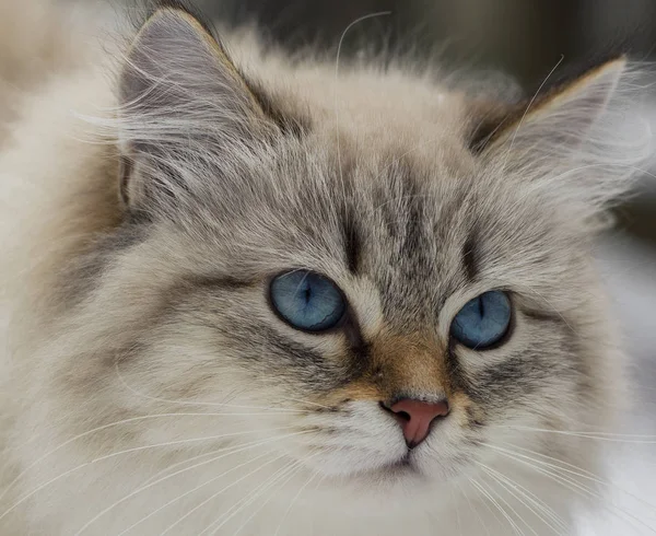 Amantes de animais. Belo gato siberiano como um animal de estimação em casa . — Fotografia de Stock