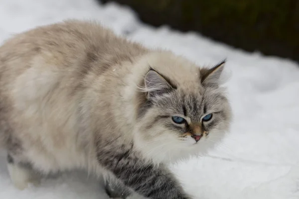 Hayvan severler. Bir ev evcil hayvan olarak güzel Siberian kedi. — Stok fotoğraf