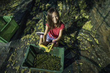 Local girl picking olives in traditional way. Harvesting eco oli clipart