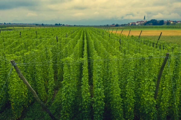 Biologische hopplantage klaar om te oogsten. Traditionele eco bier b — Stockfoto