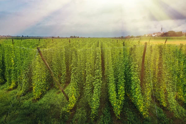 Plantación de lúpulo ecológico listo para cosechar. Cerveza ecológica tradicional b — Foto de Stock