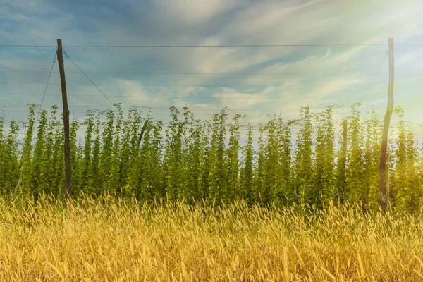 Plantación de lúpulo ecológico listo para cosechar. Cerveza ecológica tradicional b — Foto de Stock