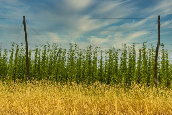 Plantación de lúpulo ecológico listo para cosechar. Cerveza ecológica tradicional b — Foto de Stock