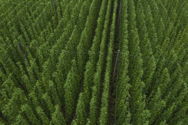 Hops alanı yukarıdan. Zıpzıp plantasyonunun havadan görüntüsü. 