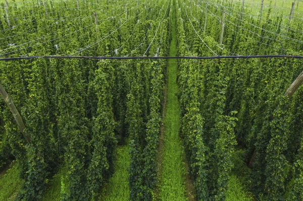 Organic hops plantation ready to harvest. Traditional eco beer b — Stock Photo, Image