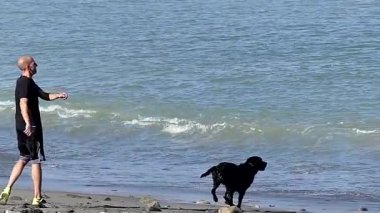Black Lab köpek oyun getirme üzerinde plaj dalgalar, yavaş sahiptir.