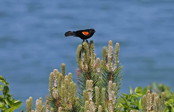 Redwinged Amsel Hockt Auf Kiefer Meerwasser Hintergrund — Stockfoto
