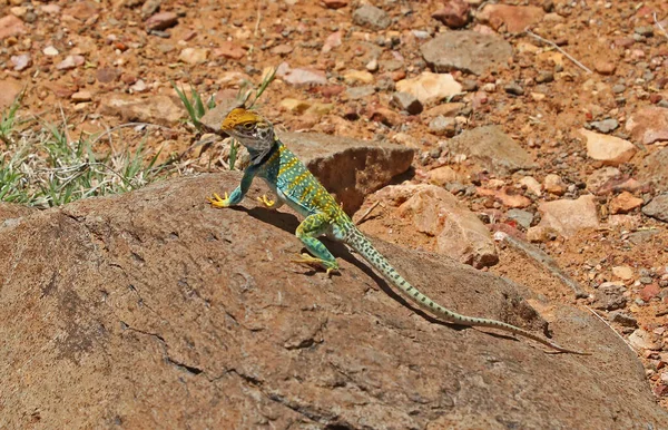 Arizona Western Collared lizard, Sedona sandstone area