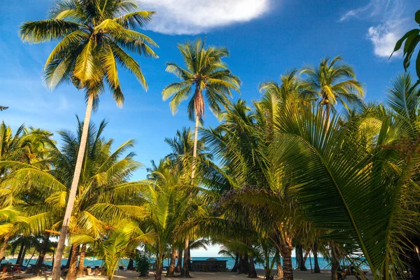 Palmeras de coco, hermoso fondo tropical, en azul soleado —  Fotos de Stock