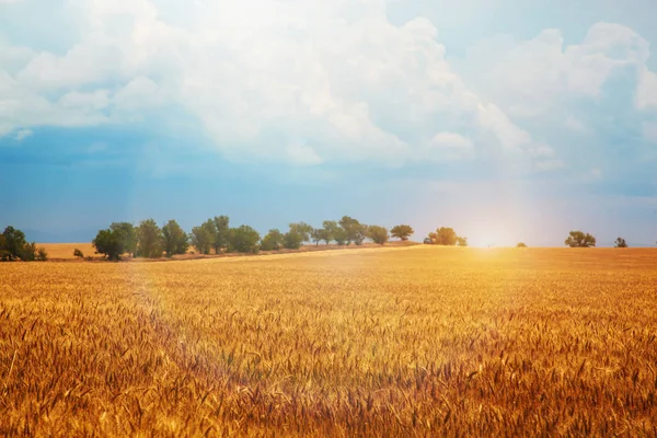 Campo de trigo dourado com céu azul no fundo — Fotografia de Stock