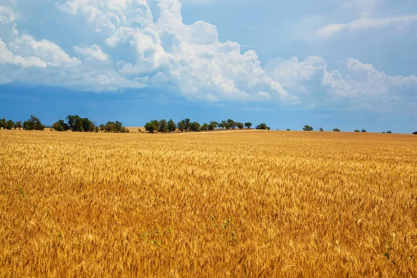 Campo de trigo dorado con cielo azul en el fondo —  Fotos de Stock