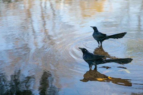 湖に二羽の鳥が一緒にいる 1機が飛んでくる 周囲には青い湖と波紋が広がっています — ストック写真