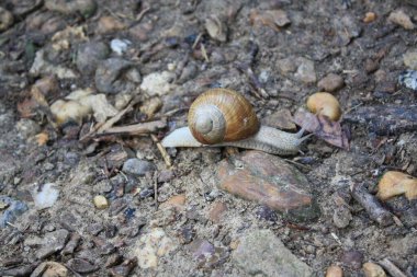 Küçük taşların arasında dolaşan bir salyangozun yakın çekimi.
