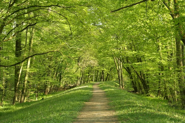 Ormandaki kasenin arasındaki patika.