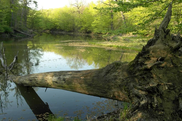 Ormanın yakınındaki nehir kıyısında devrilmiş bir ağaç.
