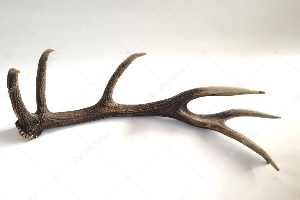 the horn of a deer on white background, texture of the horns