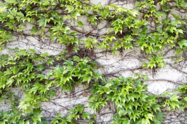 Eski şehirde eski bir binada sarmaşık büyüyor.