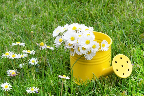 Daisies Watering Can Caring Nature — Stock Photo, Image