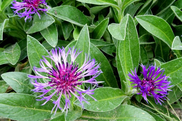 Güzel ve güzel kokulu bir çiçek.