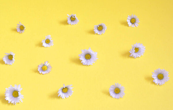 daisies on a yellow background, texture