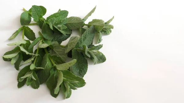 Fresh Fragrant Mint White Background — Stock Photo, Image