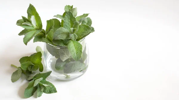 Fresh Fragrant Mint Glass White Background — Stock Photo, Image