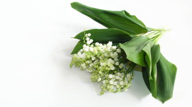 Kar beyazı orman zambakları vadi