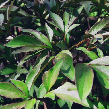 Güzel bir çiçeğin yeşil yaprakları