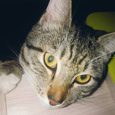 Genç ve pofuduk kedi yavrusu dikkatlice kameranın lensine bakıyor.