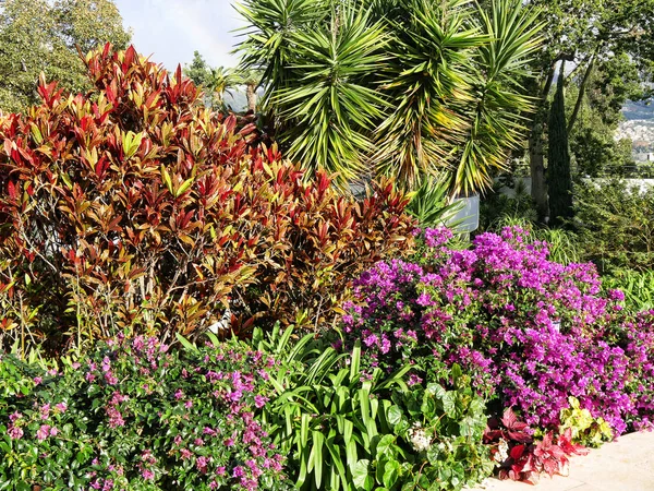 Madeira Called Island Perpetual Spring Noted Its Wonderful Flowers — Stock Photo, Image