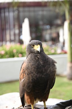 Lüks bir otelin Funchal Madeira Portugal.She gerekçesiyle Hawk'a Harris yabani güvercin ve martılar kapalı korkutmak için eğitimli. Amiri onu bir deri eldiven taşır ve insanlar yaklaşım ve onu inme izin verilir gibi oldukça uysal