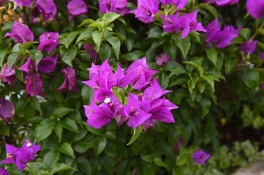 Madeira Adası ebedi bahar denir ve tüm renkler inanılmaz çiçek tarafından kaplıdır.