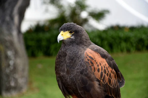 Harris Hawk Grounds Luxury Hotel Funchal Madeira Portugal She Trained — Stock Photo, Image