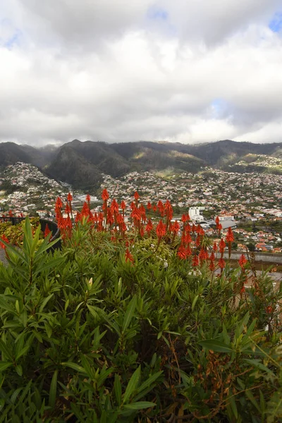 Madeira Kallas Eviga Våren Och Omfattas Fantastiska Blommor Alla Färger — Stockfoto