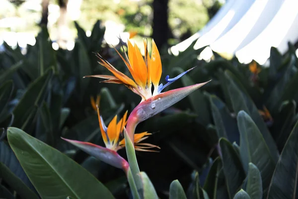 Madère Est Appelée Île Printemps Éternel Est Couverte Fleurs Étonnantes — Photo