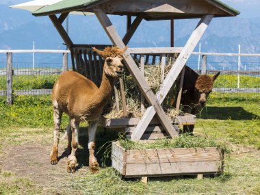 Monte Baldo dağı İtalya 'daki Garda Gölü kıyısındaki Malcesine tatil beldesinin arkasındadır. Dağın tepesine bir teleferik ulaşır ve tepesinde Alpaca ve koyunlarla birlikte dağlık çayırlar ve bir hediyelik eşya dükkanı vardır. Paragliderler rüzgarı yakalayıp aşağı atlarlar.