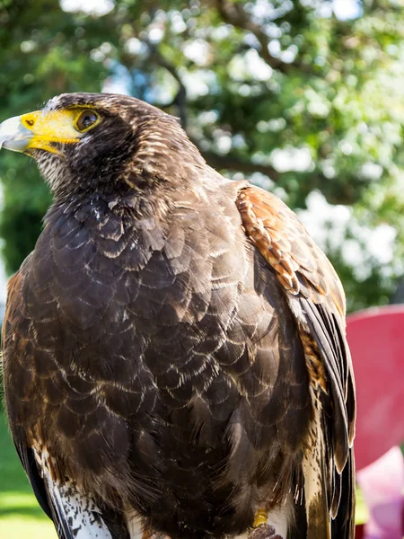 Harris Hawk Areálu Luxusního Hotelu Funchalu Madeiře Portugalsku Jménem Honey — Stock fotografie