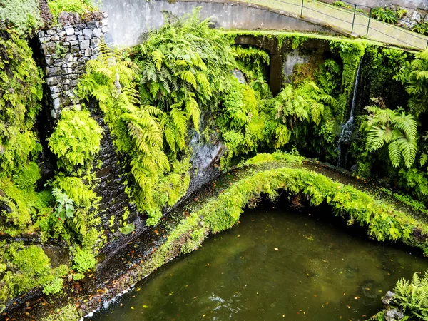 Jardin Tropical Monte Dessus Funchal Madeira Magnifique Jardin Trouve Sommet — Photo