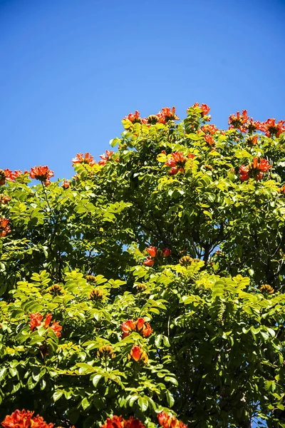 Santa Catarina Park Overlooking Harbour Funchal Portugal Haven Shady Trees — ストック写真