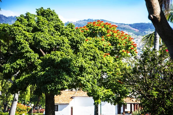 Santa Catarina Park Overlooking Harbour Funchal Portugal Haven Shady Trees — Stok fotoğraf