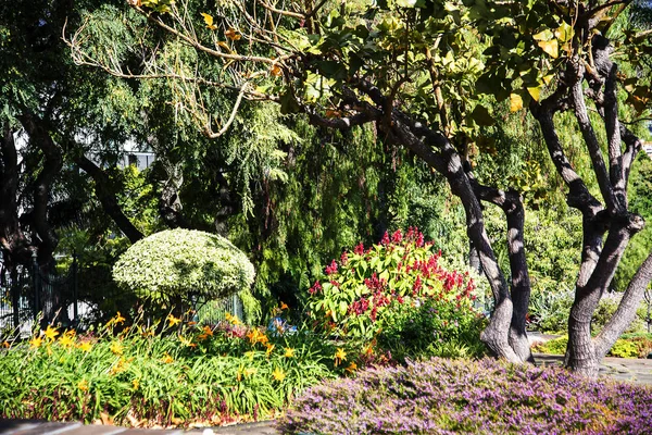 Park Santa Catarina Widokiem Port Funchal Portugal Oaza Zacienionych Drzew — Zdjęcie stockowe