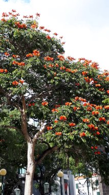 The Santa Catarina Park overlooking the harbour in Funchal Portugal is a haven of shady trees,a lake and lawns in the centre of the city. The first church built on the island in 1425  is in the park  It is a quiet oasis in a busy city and port