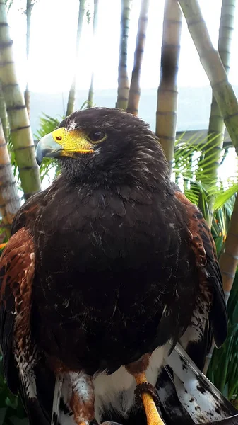 Harris Hawk Grounds Luxury Hotel Funchal Madeira Portugal Called Honey — Stock Photo, Image