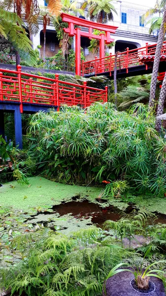 Jardin Tropical Monte Dessus Funchal Madeira Magnifique Jardin Trouve Sommet — Photo