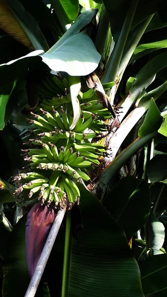 Plantacja Bananów Wyspie Madeira Każde Drzewo Bananowe Daje Tylko Kilka — Zdjęcie stockowe