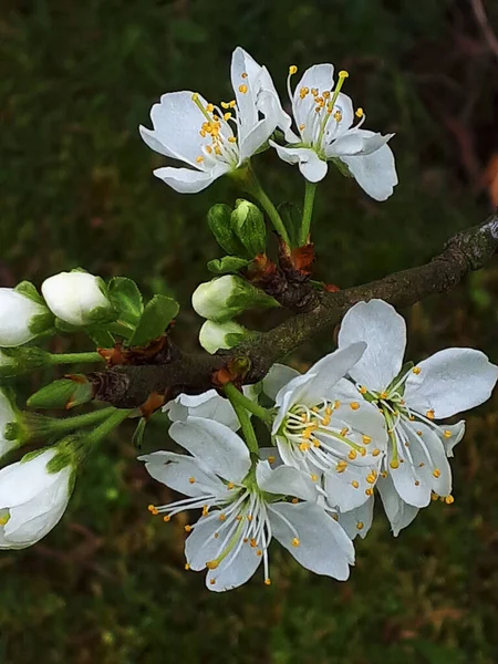 Plum Blossom One Early Flowers Spring Northern England Busy Bees — Stock Photo, Image